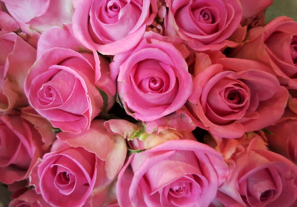 Rose bloom blossom bloom