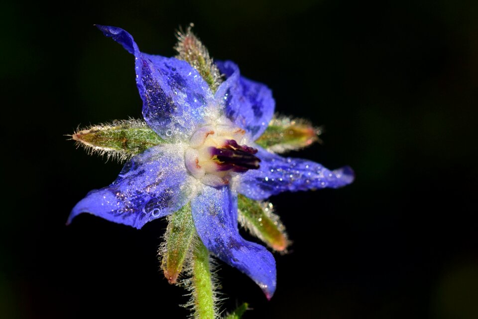 Bloom purple nature