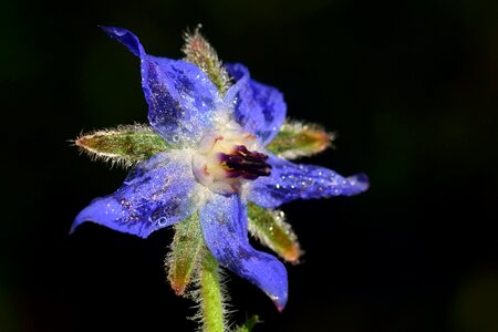 Bloom purple nature photo