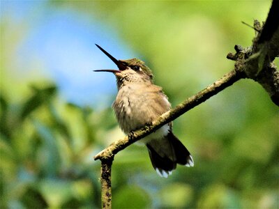 Open beak wildlife unusual