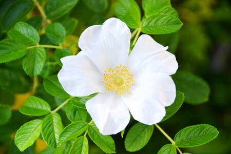 White flower wild flowers blossomed photo