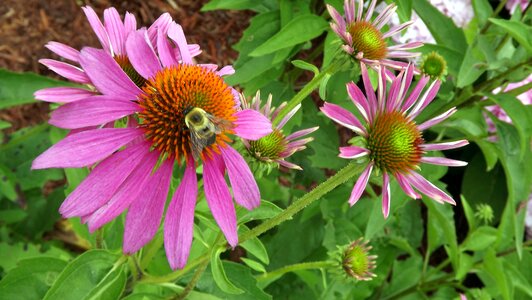 Pink flower insect garden