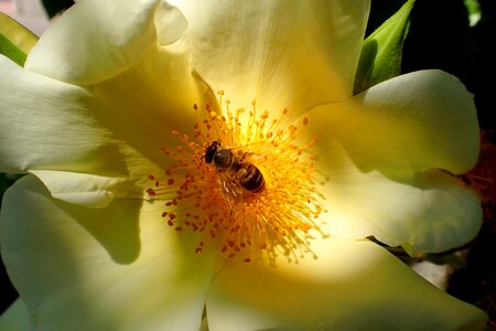 Rose bee light photo