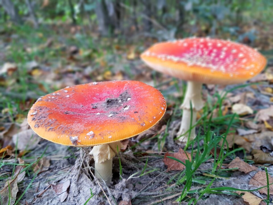 Nature autumn toxic