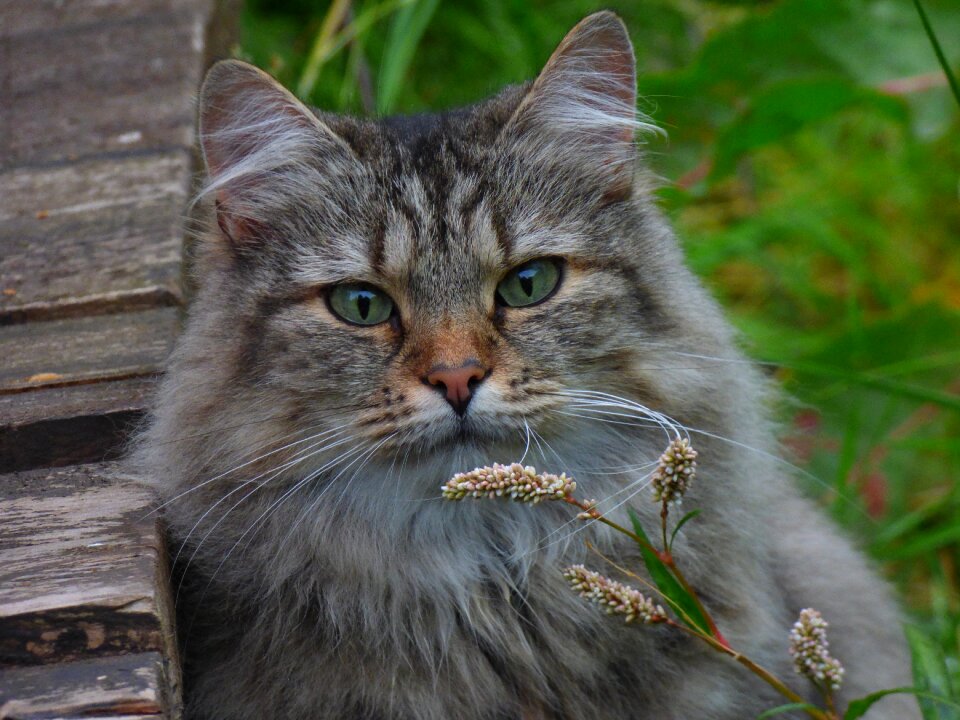 Norwegian forest cat cat flowers long-haired cat