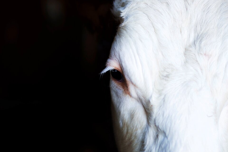 Animal face black horse