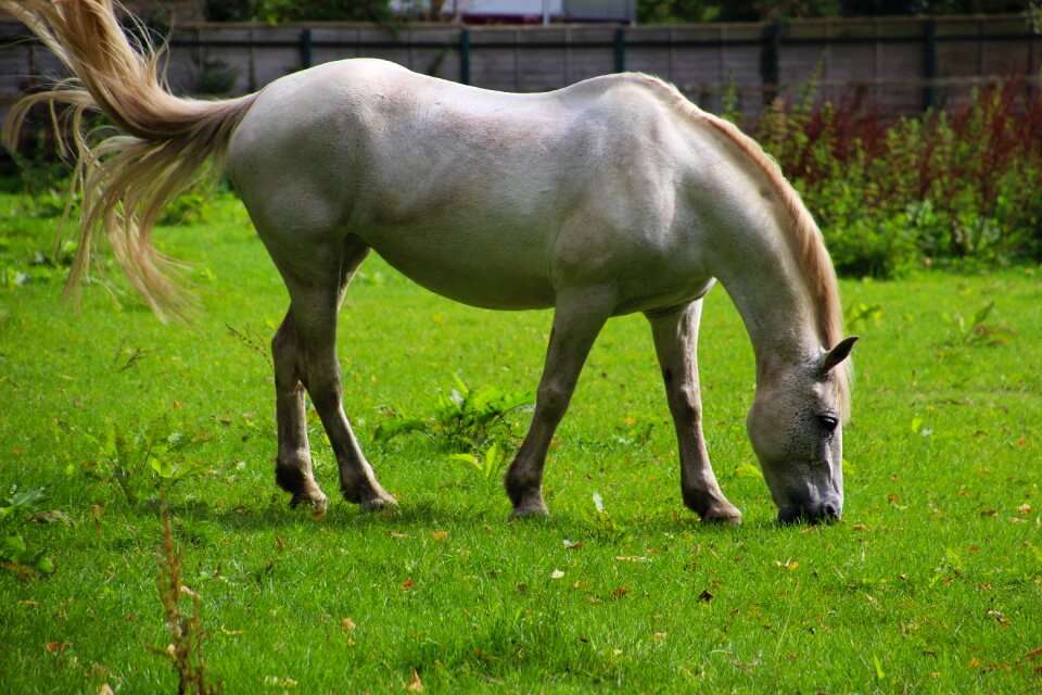 Green nature farm photo