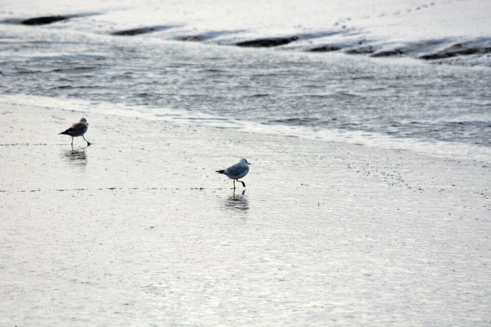 Bird seevogel water bird
