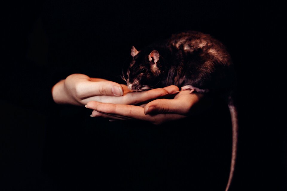 Animal hand gray dark
