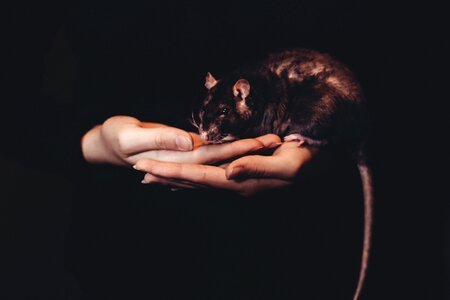 Animal hand gray dark