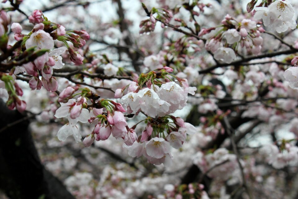 Japan culture spring
