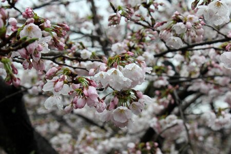 Japan culture spring photo