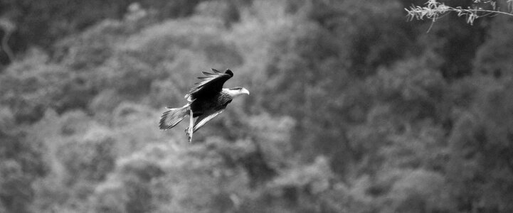 Black and white flying bird bird of prey photo