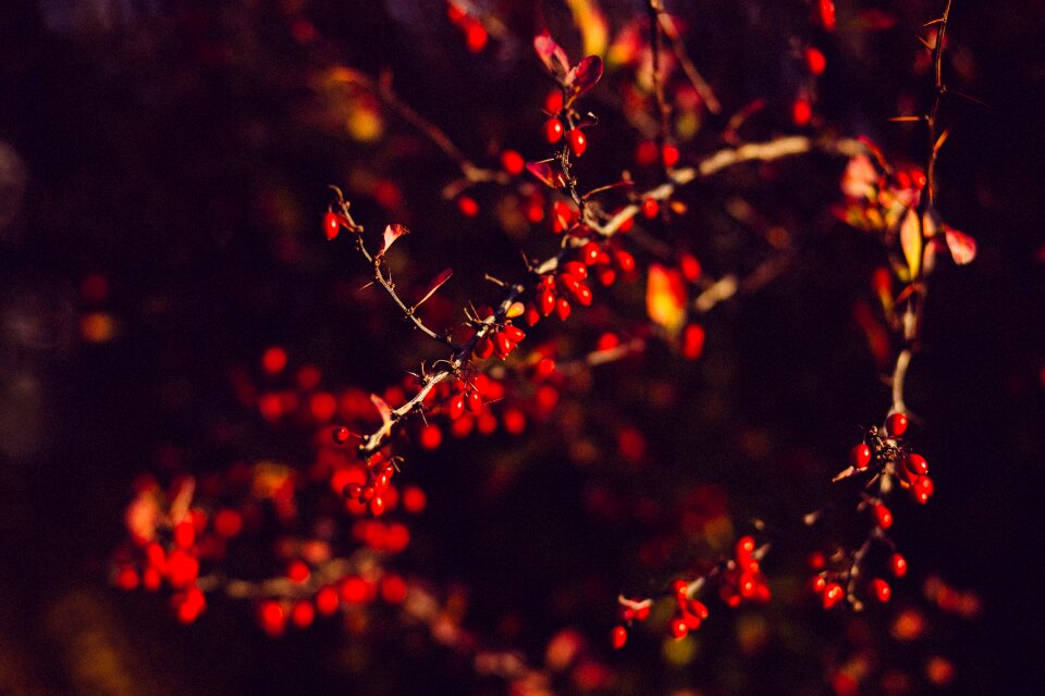 Nature dark red