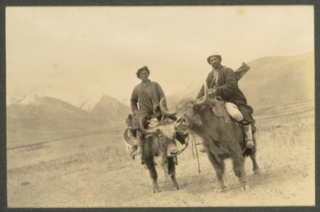 Bringing in an Ovis Poli