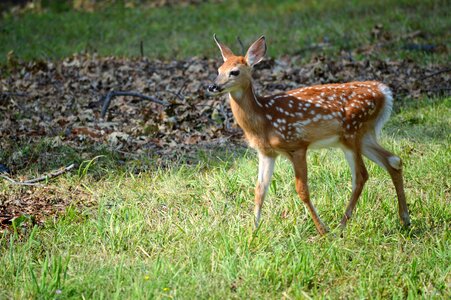 Wildlife animal nature