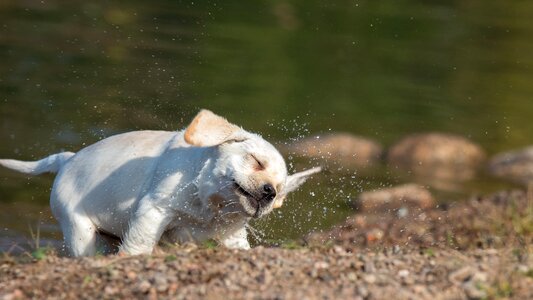 Mammals cute wild animals