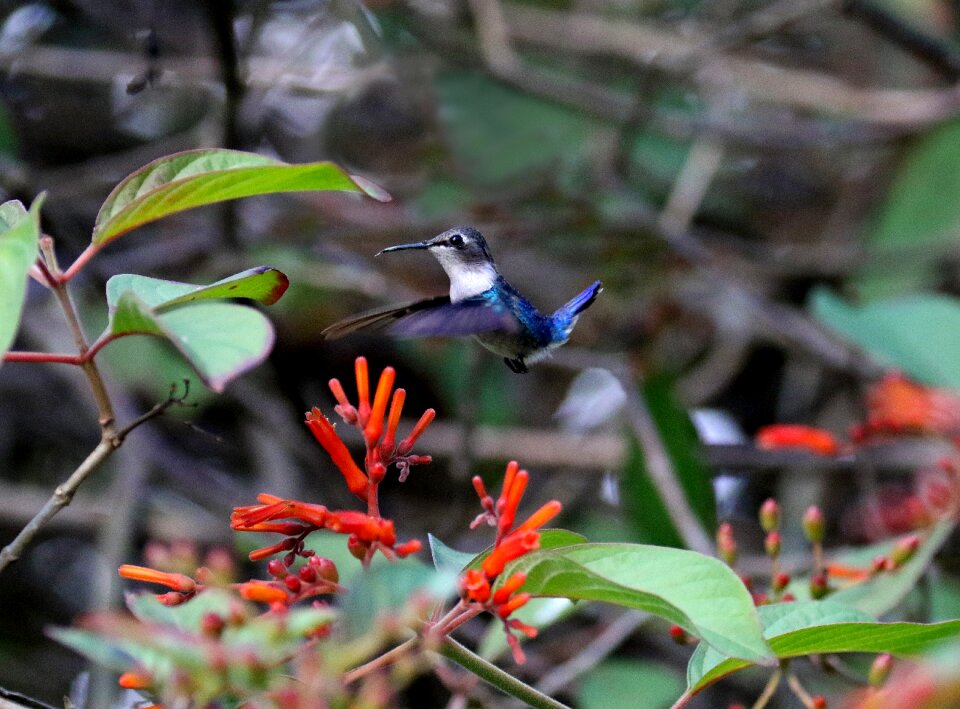Mellisuga helenae endemic sunzuncito