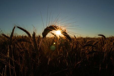 Sky nature grass