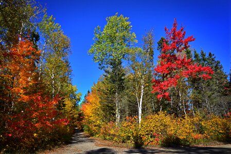 Colors foliage warm colors photo