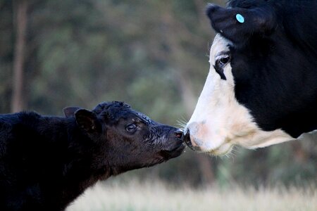 Cattle baby kiss photo
