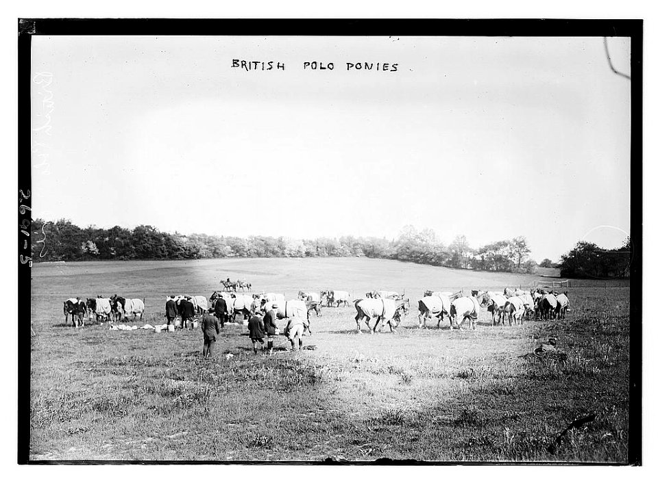 British Polo ponies LCCN2014693022