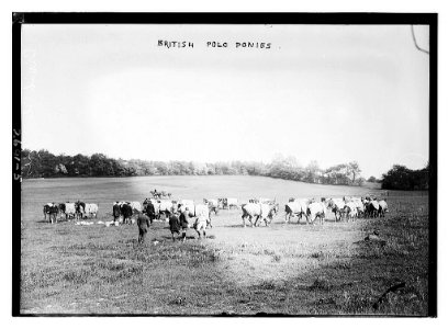 British Polo ponies LCCN2014693022