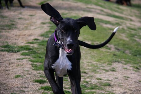 Great dane ears happy