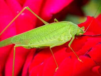 Red rose grasshopper insect photo