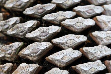 Pinion macro wood