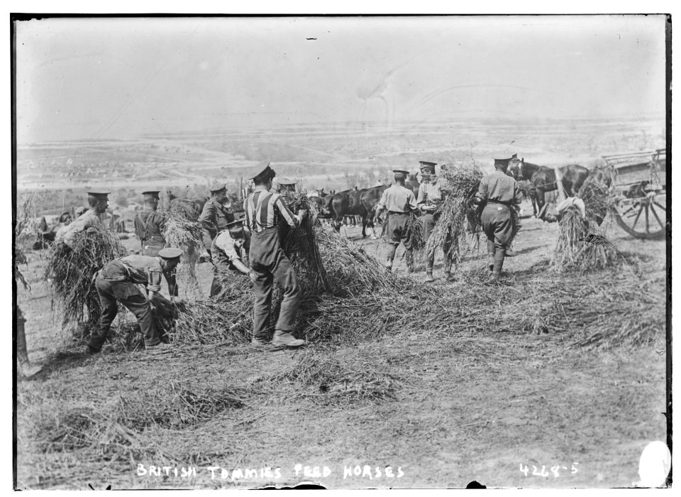 British soldiers feed horses LCCN2014705070