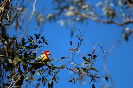 Tree perched eastern