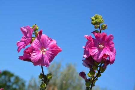 Color pink pink flowers summer flowers