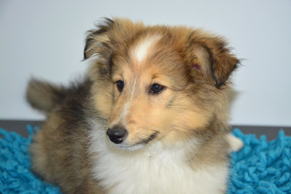 Puppy portrait young