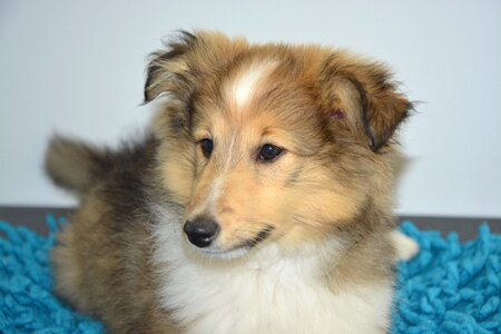 Puppy portrait young photo