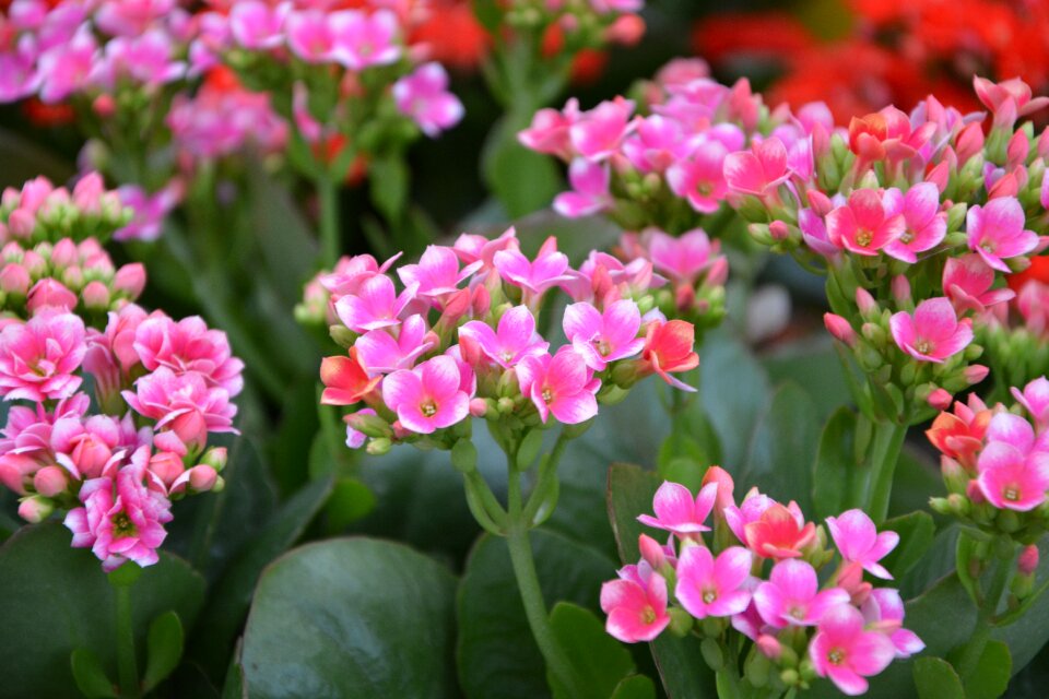Summer flowers garden nature