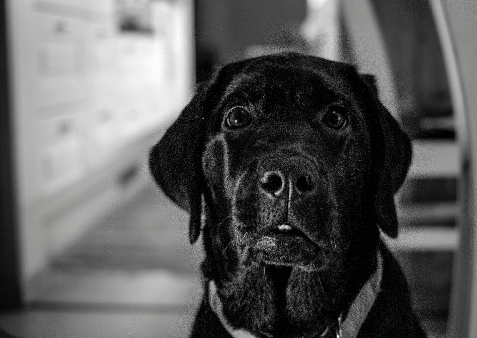 Canidae pet the animal kingdom