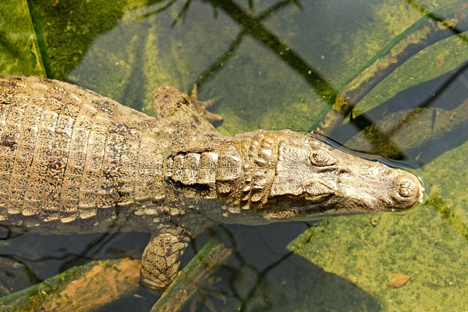 Dangerous predator cayman