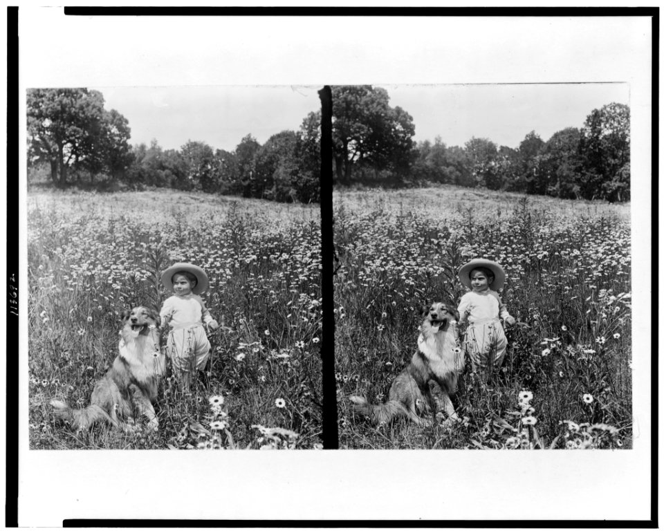 Child and collie in field of wildflowers LCCN95504948