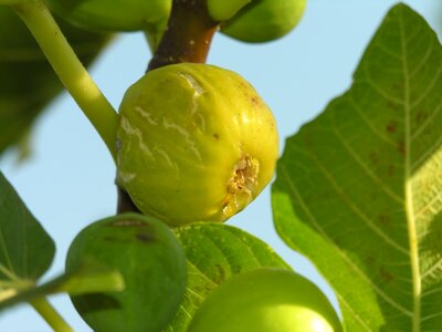 Eat mediterranean plant