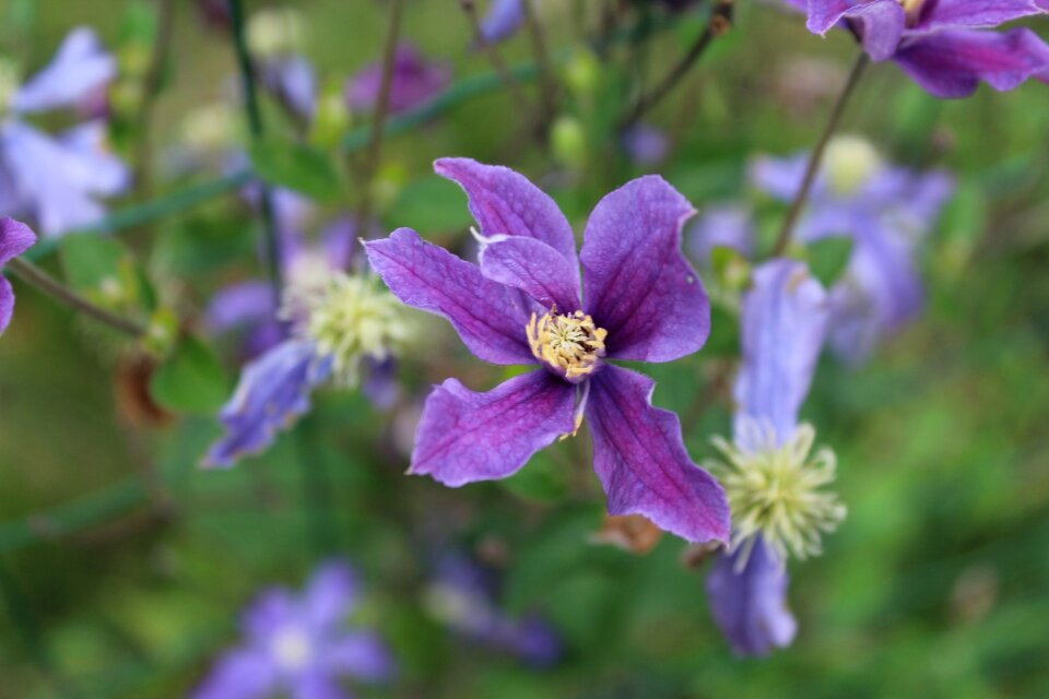 Violet purple flower a garden plant
