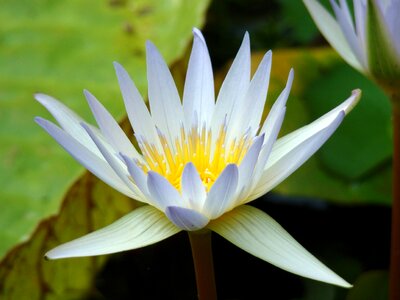 Water lily plant flower water