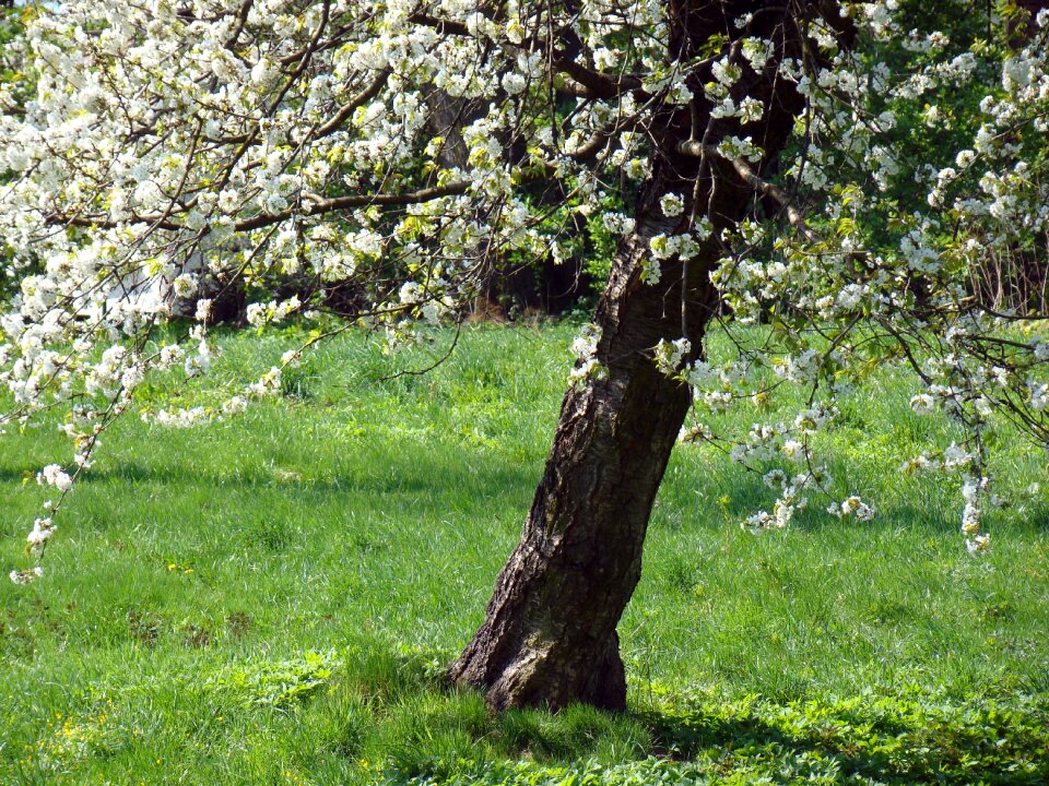 Nature tree buds in bloom