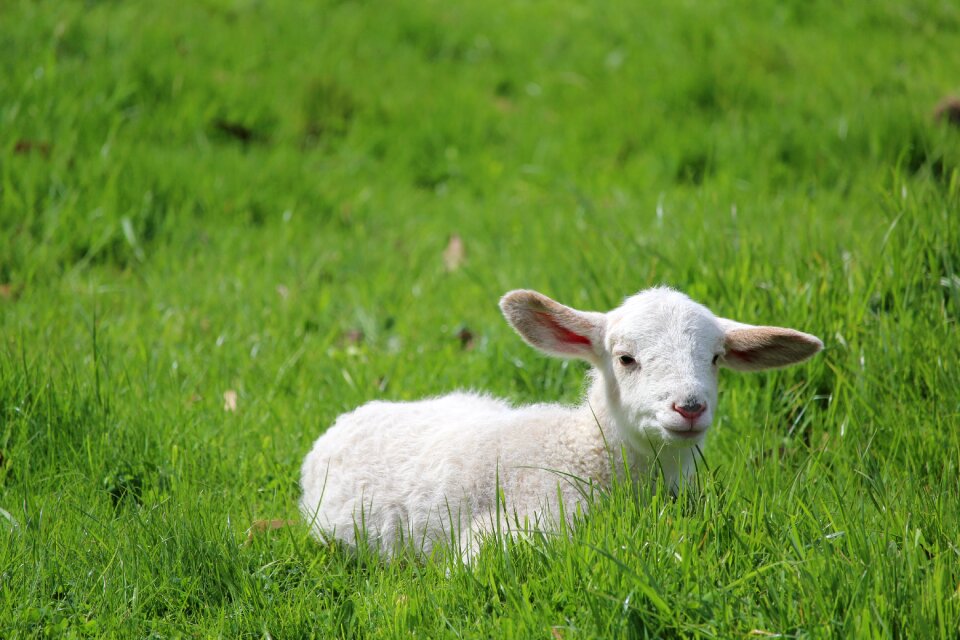 Animal sitting grass