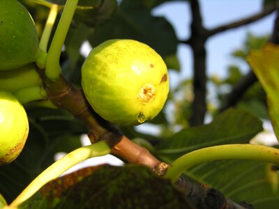 Tree plant mediterranean