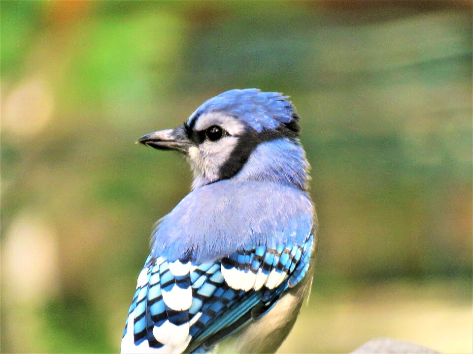 Up close wildlife colorful