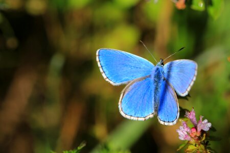 Nature macro wings