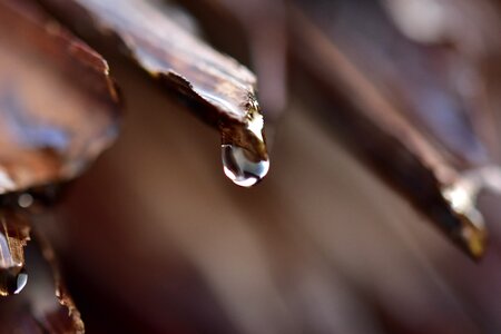 Water drops nature shining