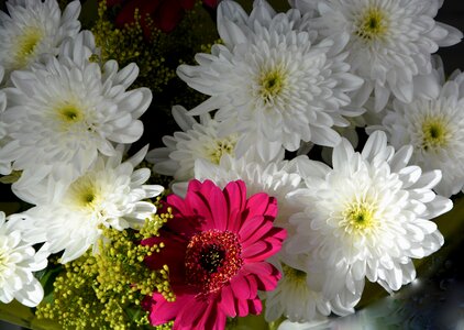 Bouquet garden white flower