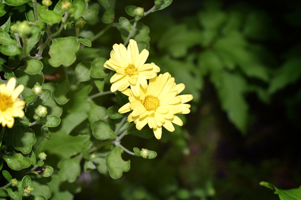 Mums yellow flowers nature